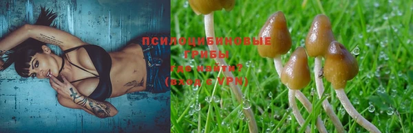 apvp Аркадак